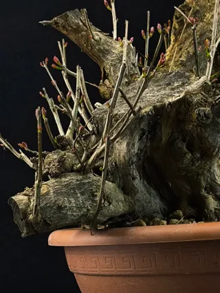 Bonsái Punica Granatum