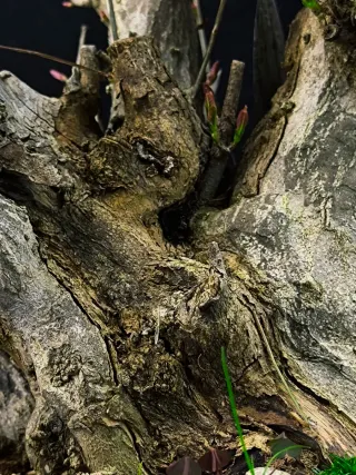 Bonsái Punica Granatum