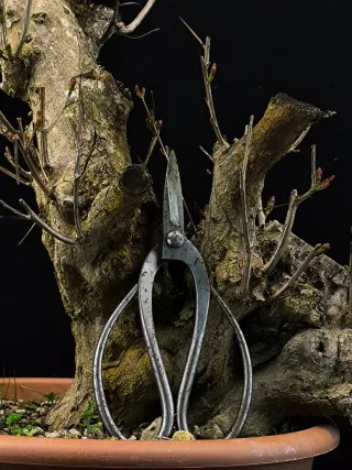 Bonsái Punica Granatum