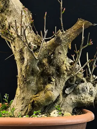 Bonsái Punica Granatum