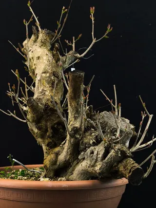 Bonsái Punica Granatum