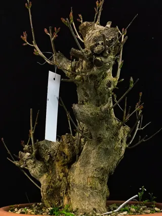 Bonsái Punica Granatum