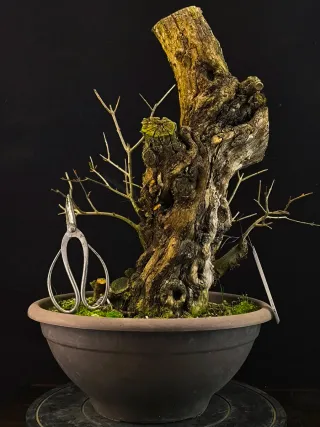 bonsai punica granatum