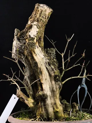 bonsai punica granatum