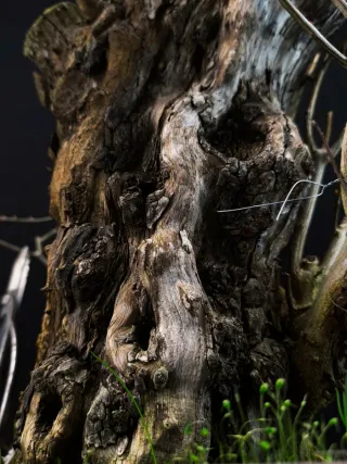 bonsai punica granatum