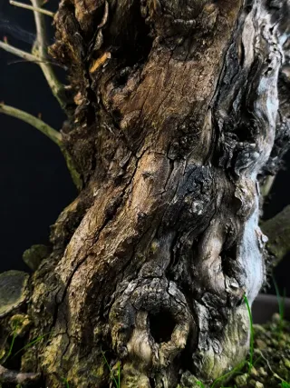 bonsai punica granatum