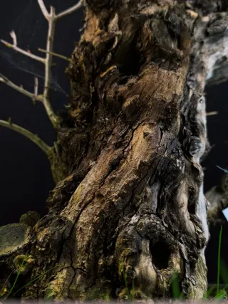 bonsai punica granatum