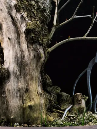 bonsai punica granatum