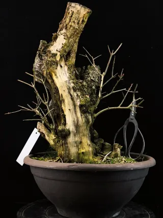 bonsai punica granatum