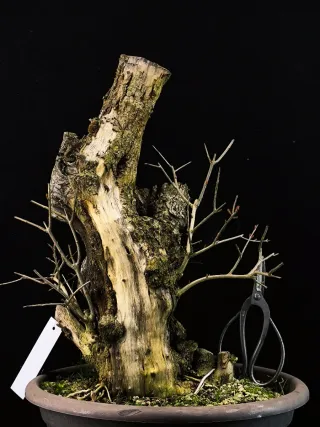 bonsai punica granatum