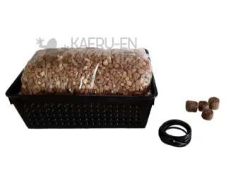 Westringia | Bonsai Zero URBANO