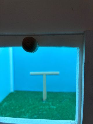 Cajón para fotografía de pájaros