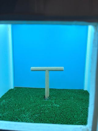 Cajón para fotografía de pájaros