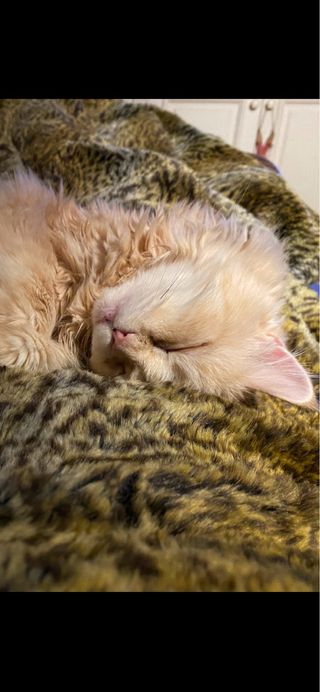 Buscamos gato joven para cuidarlo mucho