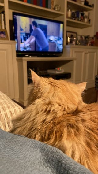 Buscamos gato joven para cuidarlo mucho