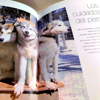 Libro EL PERRO Características Educación Cuidados
