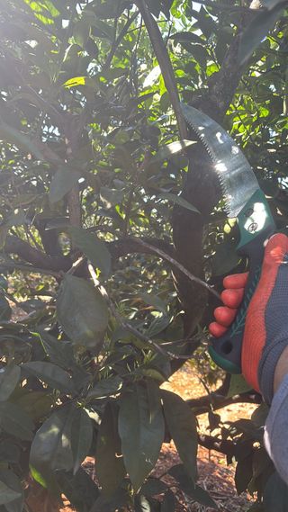 Servicio de poda de naranjos
