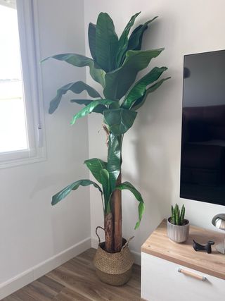 Planta Bananero Grande Maceta Mimbre