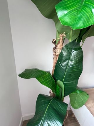 Planta Bananero Grande Maceta Mimbre