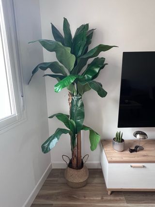 Planta Bananero Grande Maceta Mimbre
