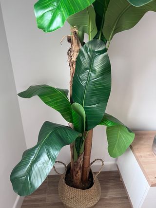 Planta Bananero Grande Maceta Mimbre