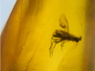 Fósil de insecto en ámbar. 10/13/14.