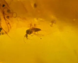 Fósil de insecto en ámbar. 10/13/14.