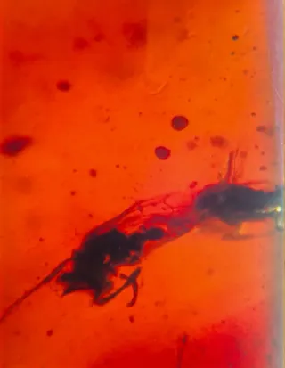 Fósil de insecto en ámbar. 10/13/14.