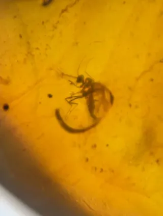 Fósil de insecto en ámbar. 10/13/14.