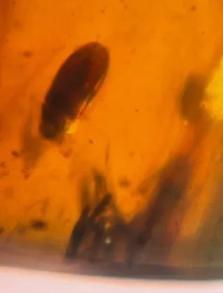 Fósil de insecto en ámbar. 10/13/14.