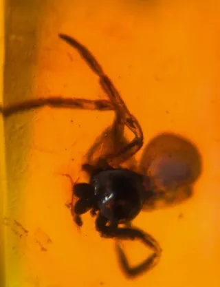 Fósil de insecto en ámbar. 10/13/14.