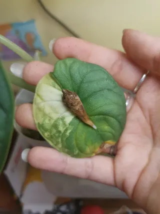 Alocasia Melo Variegata Aurea Cormo