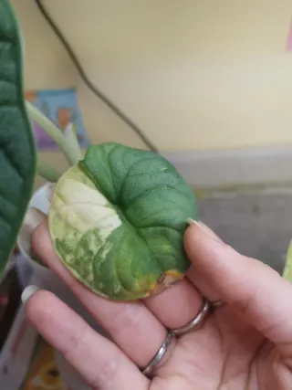 Alocasia Melo Variegata Aurea Cormo