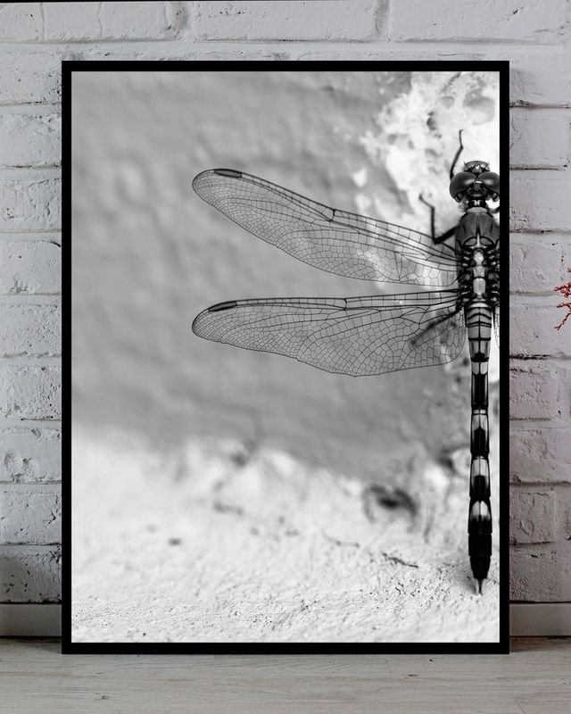 Cuadro con ilustración libelula (2)