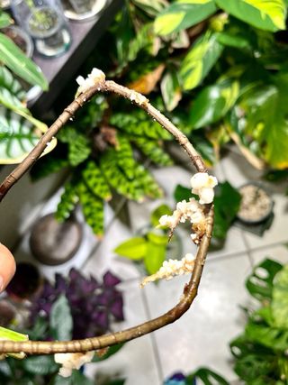 Monstera Albo Variegata