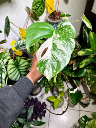 Monstera Albo Variegata