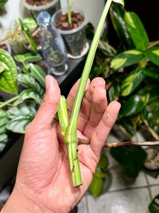Monstera Albo Variegata