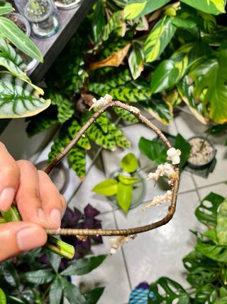 Monstera Albo Variegata