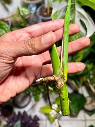 Monstera Albo Variegata