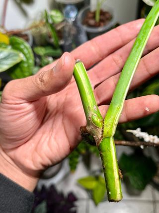 Monstera Albo Variegata
