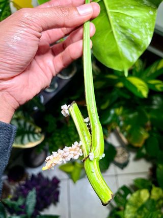 Monstera Albo Variegata Foglia