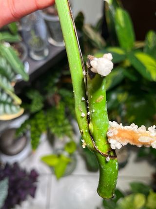 Monstera Albo Variegata Foglia