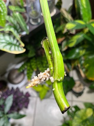 Monstera Albo Variegata Foglia