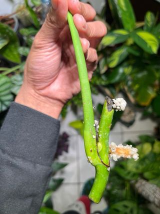Monstera Albo Variegata Foglia