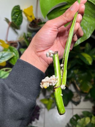 Monstera Albo Variegata Foglia