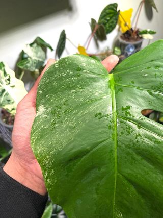 Monstera Albo Variegata Foglia