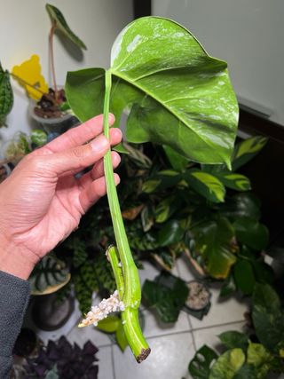 Monstera Albo Variegata Foglia