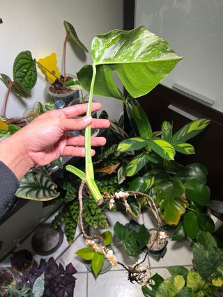 Monstera Albo Variegata