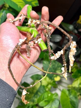 Monstera Albo Variegata