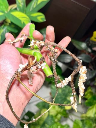 Monstera Albo Variegata